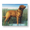 Chesapeake Bay retriever