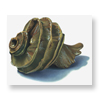 Fossil Shell