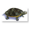 terrapin