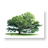 White Oak tree