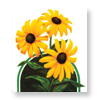 Blackeyed Susan