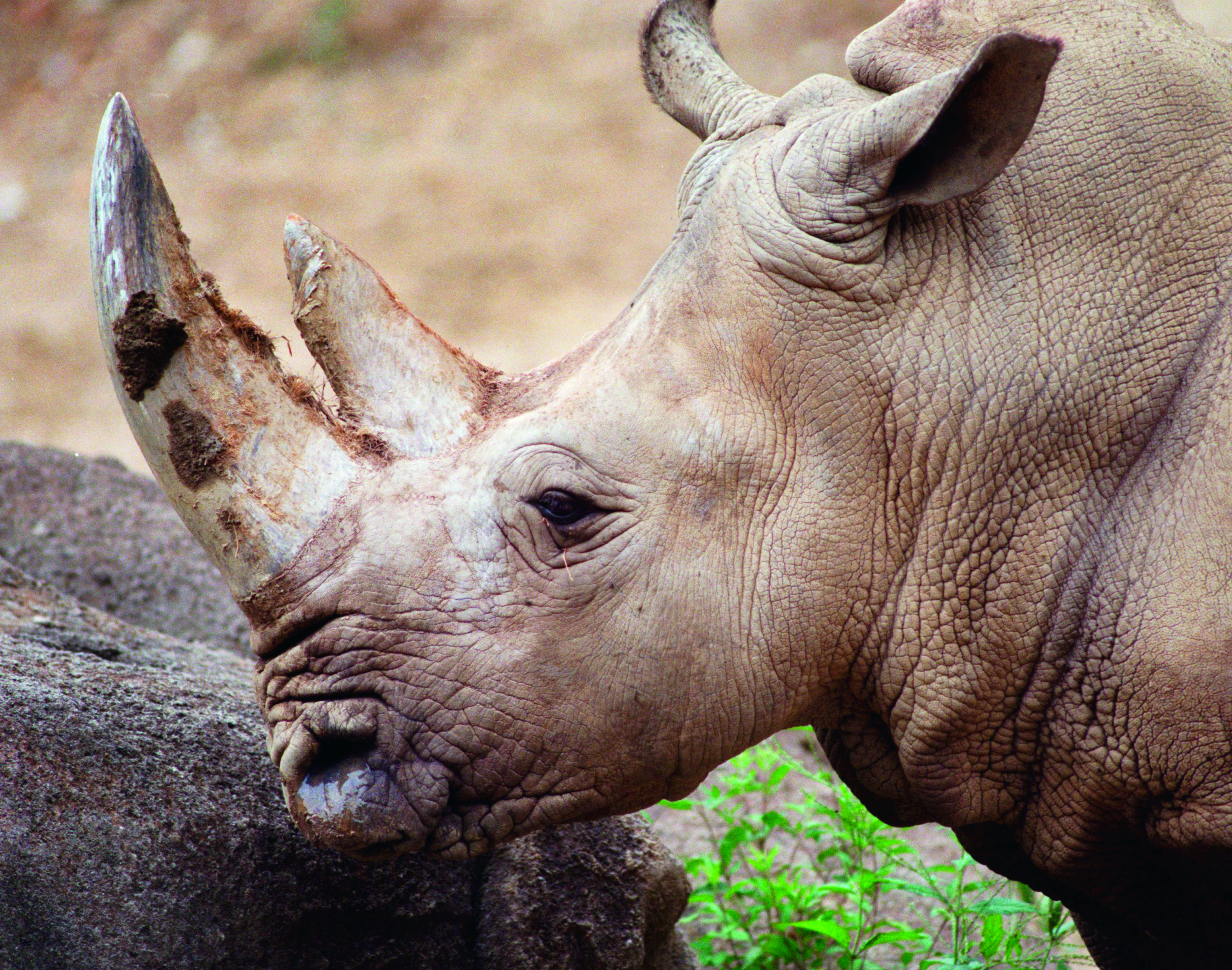 Maryland Zoo White Rhino