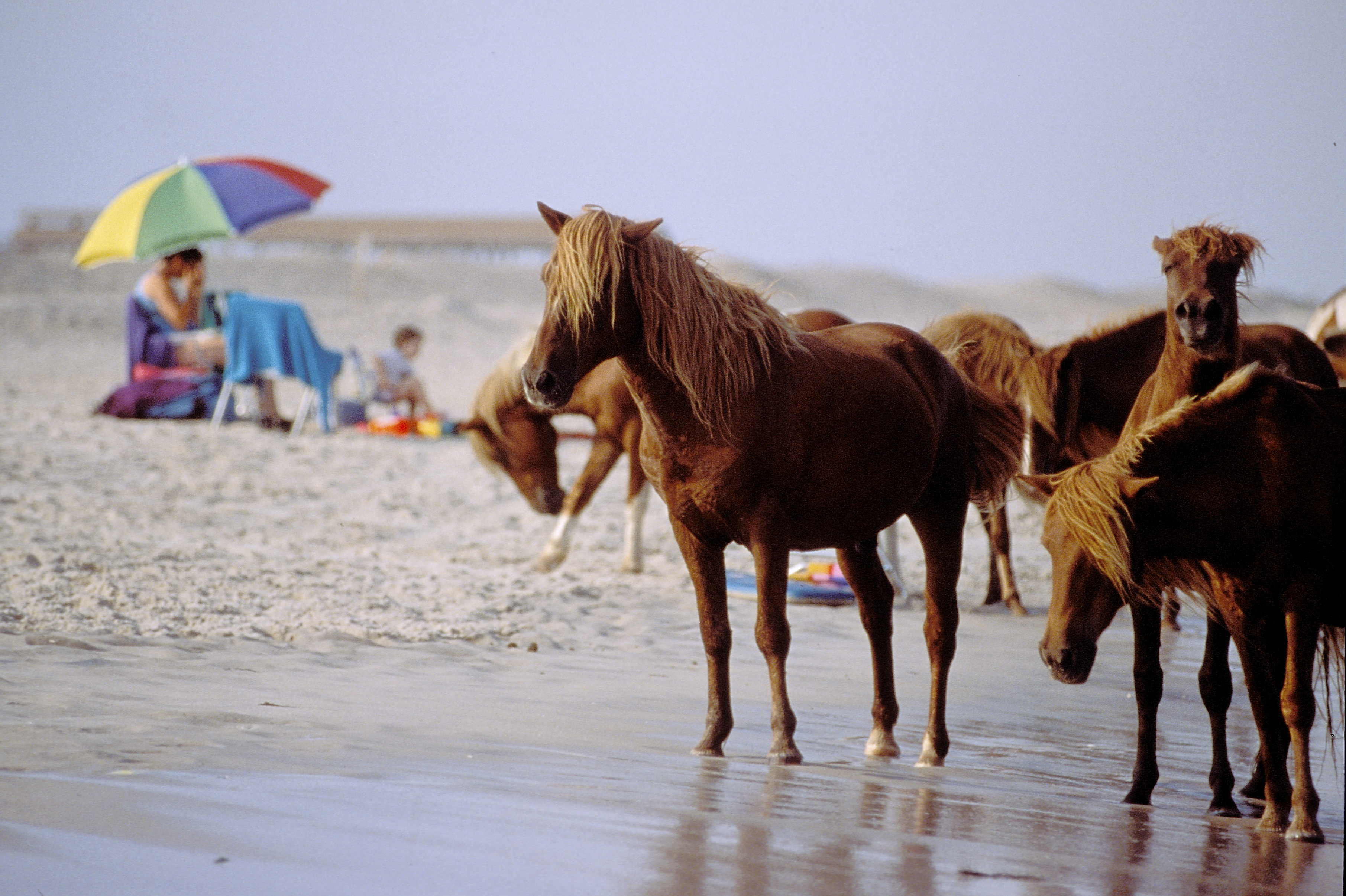 Wild Ponies on Assateague Island National Seashore