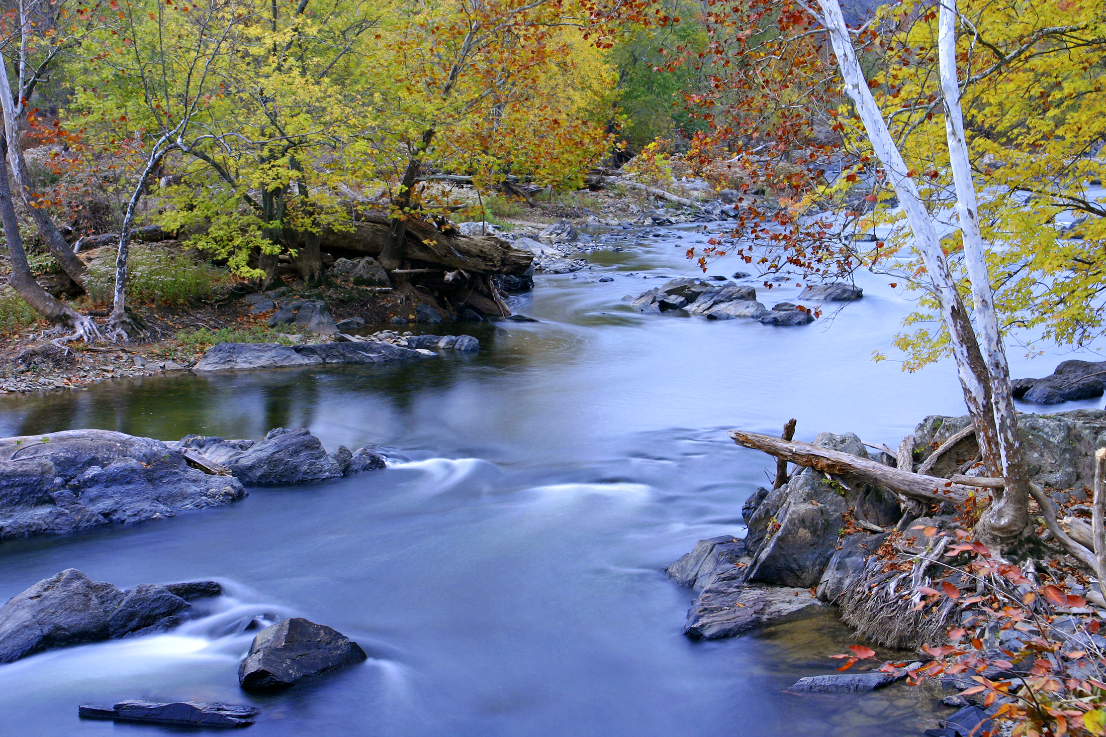 Potomac State Forest, Oakland