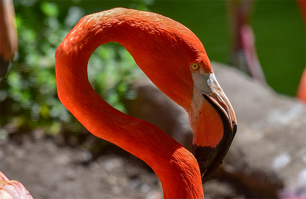 Flamingo at Maryland Zoo
