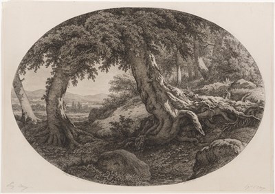 Eugène-Stanislas-Alexandre Bléry. The Large Trunk of a Beech Tree. 1862 Photo