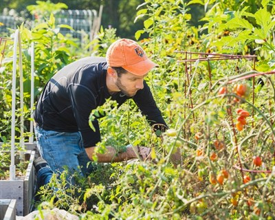 A gardener tends his tomatoes Photo