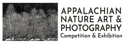 High contrast image of trees Photo