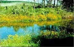 Idylwild Wildlife Management Area Photo