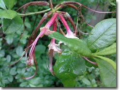 Gunpowder Falls State Park: Hereford Area Wild Azelas Photo