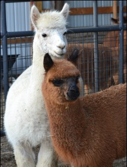 Alpacas at Tag Along Alpacas, LLC Photo