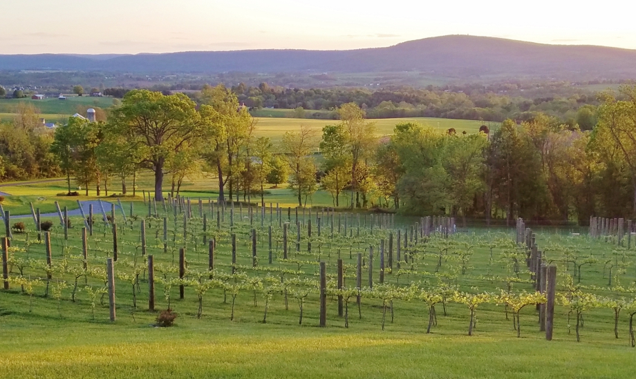 Mazzaroth Vineyard aerial view Photo