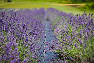 Soleado Lavender Farm Photo