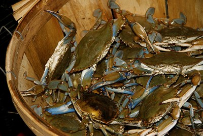 Bushel of crabs Photo