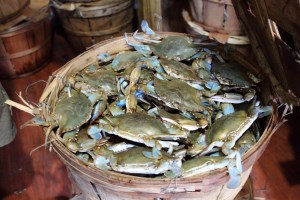 Bushel of blue crabs harvested by Southern Maryland watermen Photo