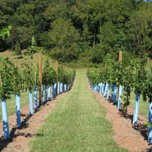 Links Bridge Vineyard Photo