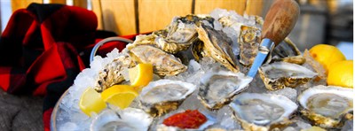 Oysters on ice Photo