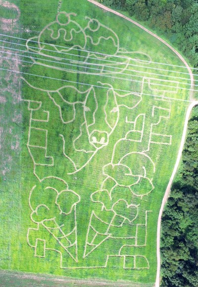Rock Hill Orchard corn maze Photo