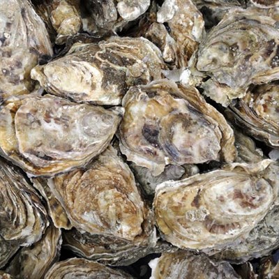 Oysters Photo
