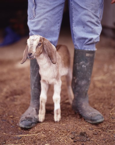 A baby goat from FireFly Farms Photo