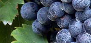 Grapes Photo