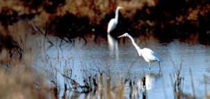 Egrets in water photo Photo