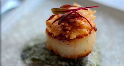 Scallop Photo