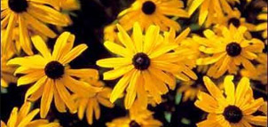 Black Eyed Susan Photo