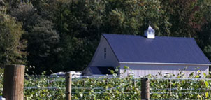Field at Still Creek Vineyards Photo