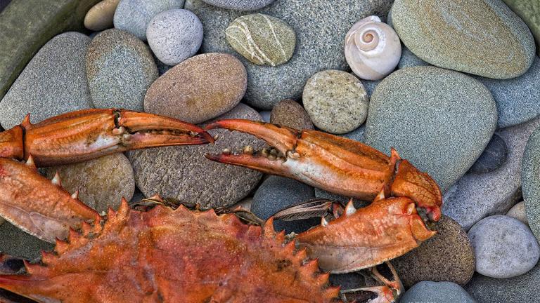 crab on rocks