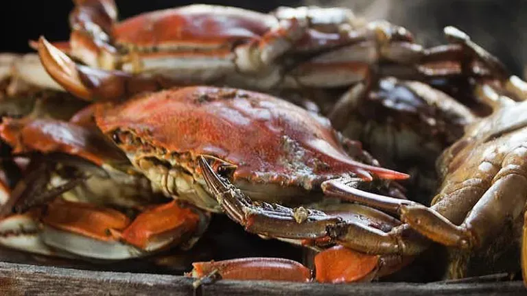 Steamed crabs