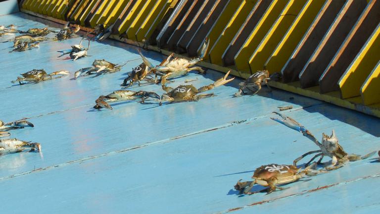 Crab race