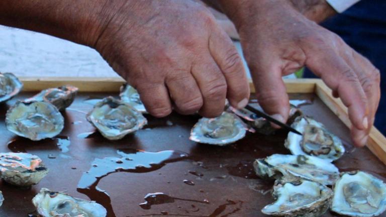 oyster shucking