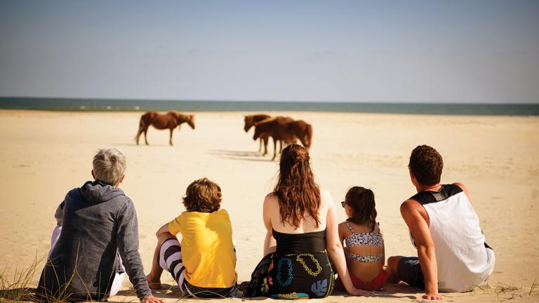 Family Watches Ponies at the Beach