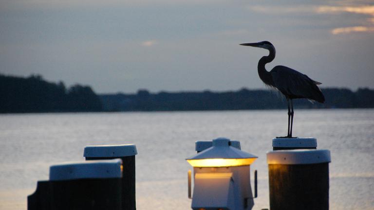 Heron on Dock at sunset