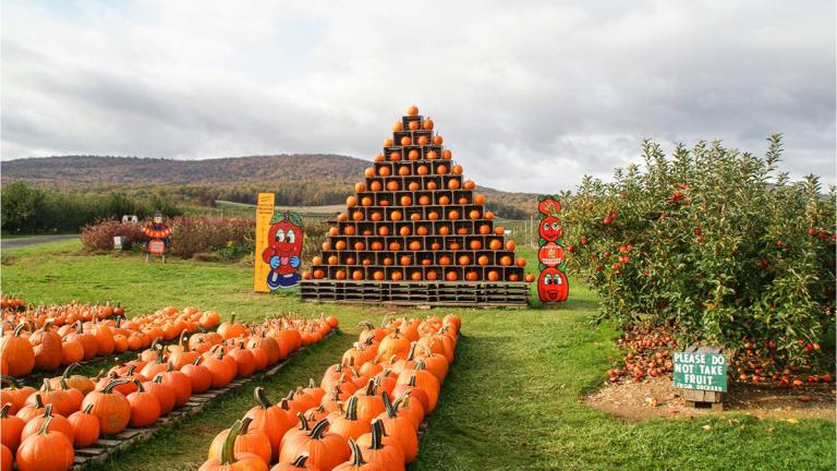 Pumpkins on a farm