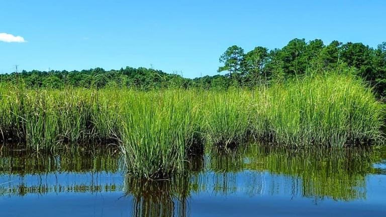 Nanticoke River