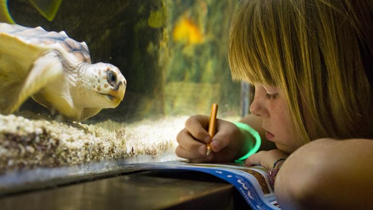 turtle and girl at Aquarium