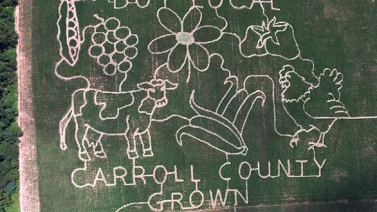 Carroll County Corn MAze