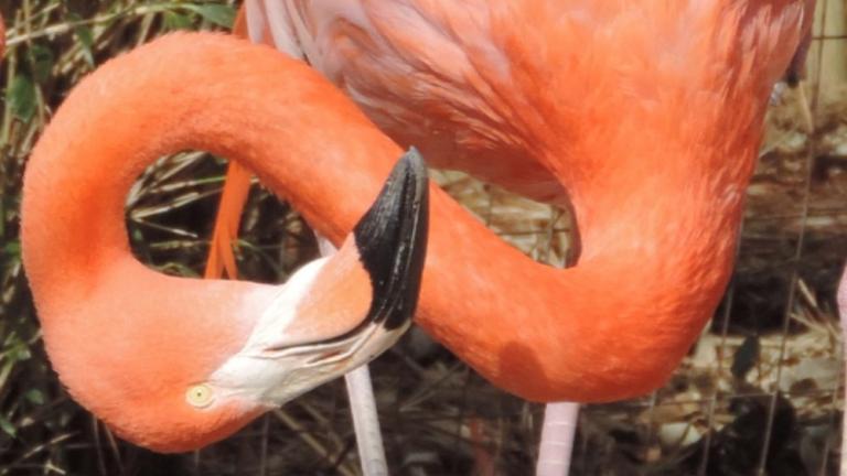 Flamingo at Salisbury Zoo