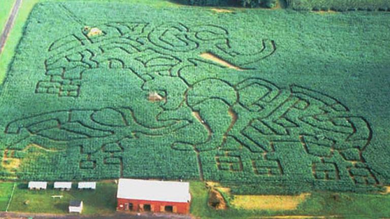 Forrest Hall Farm Crazy Corn Maze
