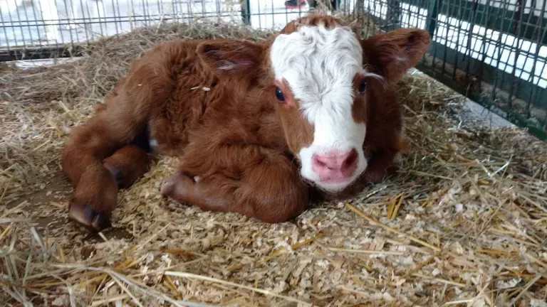A calf laying down at the Green Meadows Petting Farm