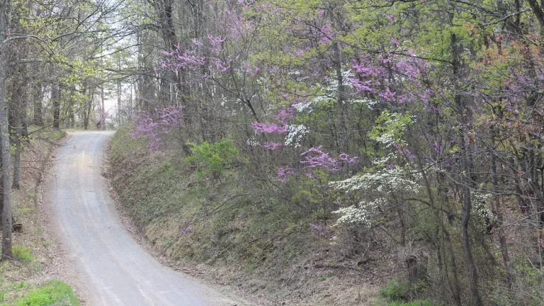 Trail at Green Ridge State Park