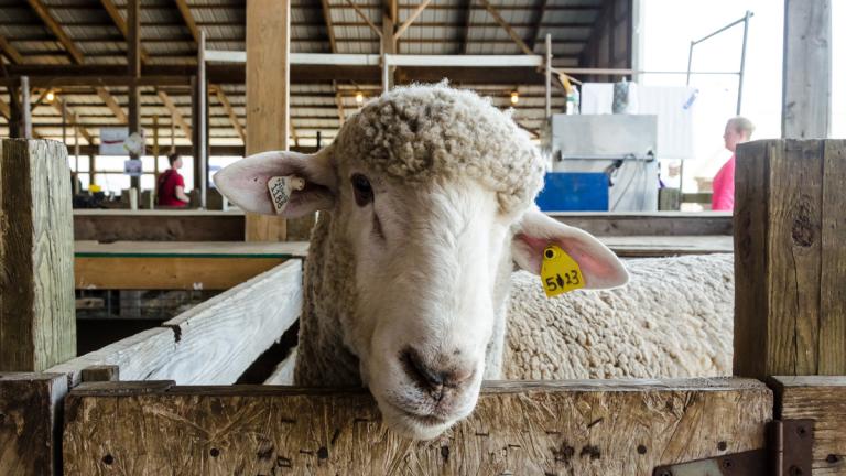 A sheep peaking from a stall at the Maryland Sheep and Wool Festival