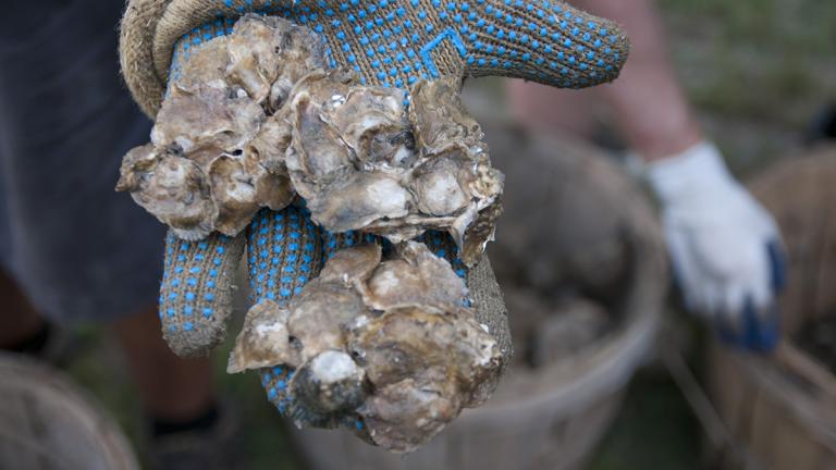 Spat on a Shell