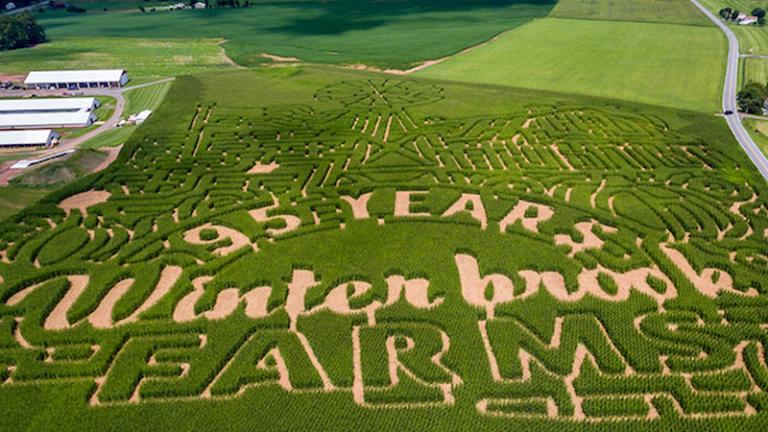 Winterbrook Farms corn maze