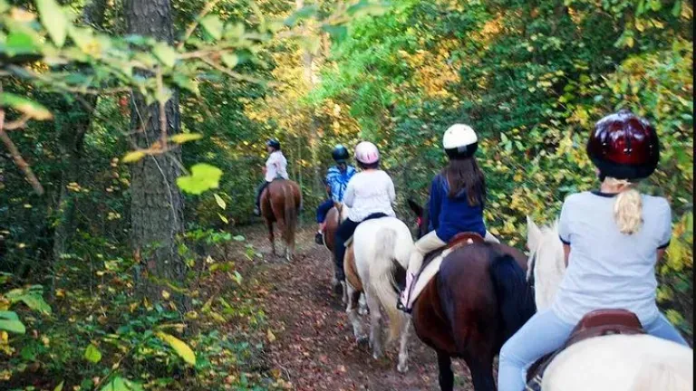 Horse back riding lessons