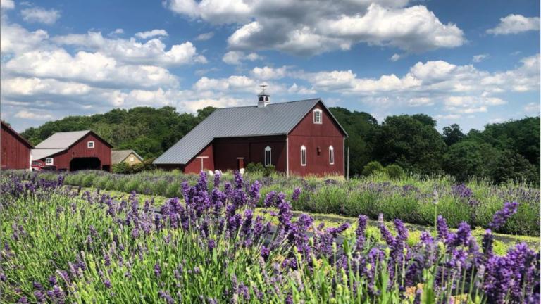 Field of Lavender at Star Bright Farm