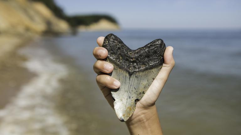 Fossils in hand