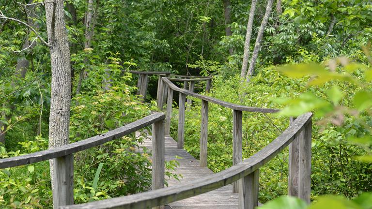 Piscataway Park Pumpkin Ash Trail Boardwalk